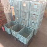 ◯陽だまり市場の皆さんがコンテナへ入れ替えてくれたイモが（株）ヤオハルで加工され、それぞれの納品先へ出荷されていきます♫<br>